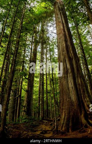 Mächtige Bäume im Avatar Grove bei Port Renfrew auf Vancouver Island, British Columbia, Kanada Stockfoto