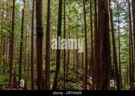 Mächtige Bäume im Avatar Grove bei Port Renfrew auf Vancouver Island, British Columbia, Kanada Stockfoto