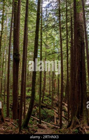 Mächtige Bäume im Avatar Grove bei Port Renfrew auf Vancouver Island, British Columbia, Kanada Stockfoto