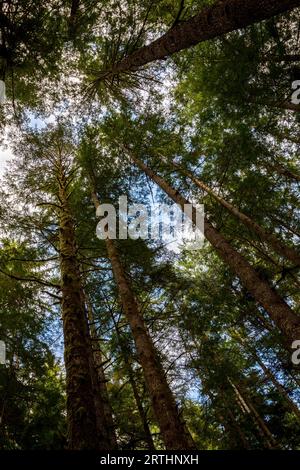 Mächtige Bäume im Avatar Grove bei Port Renfrew auf Vancouver Island, British Columbia, Kanada Stockfoto