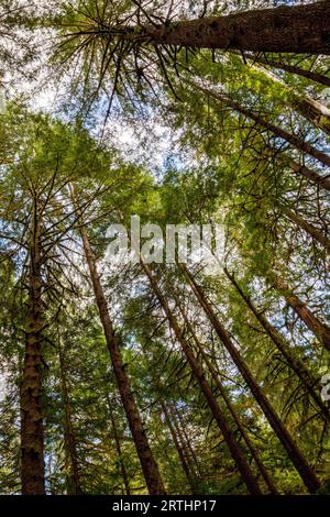 Mächtige Bäume im Avatar Grove bei Port Renfrew auf Vancouver Island, British Columbia, Kanada Stockfoto