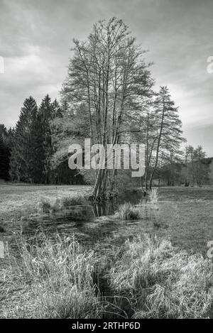 Marsh auf der Saale Stockfoto