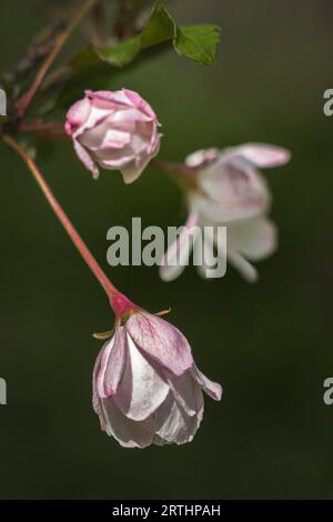 Inmitten des historischen Stadtparks Theresienstein liegt ein wahres Juwel: Der Botanische Garten der Stadt Hof. Es ist ein Gartenbaudenkmal. Die Stockfoto