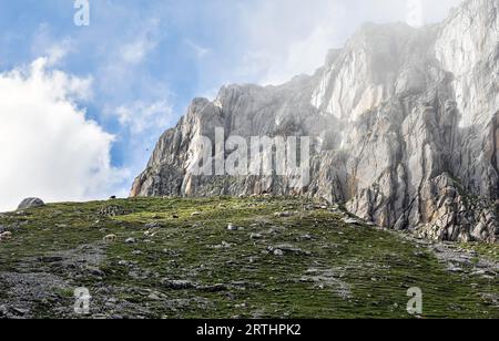 Schafe weiden auf Almwiesen in Hochgebirgen, Alpen Stockfoto