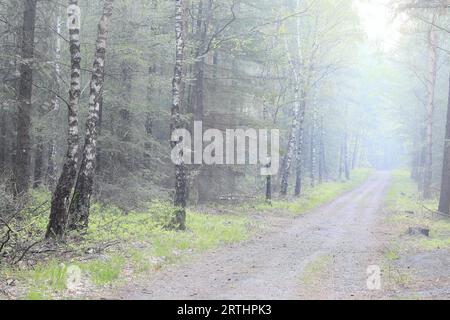Straße in schönem Birkenwald in dichtem Nebel am Morgen Stockfoto