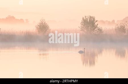 Schwan auf dem See während des nebeligen Sonnenaufgangs im Sommer Stockfoto