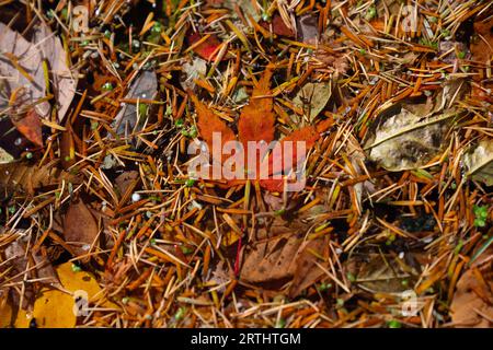 Herbstlaub auf dem Boden während der Herbstsaison. Stockfoto