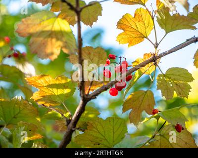 Ein Haufen rot-orange geschrumpelter Viburnum-Beeren, die an einem sonnigen Herbsttag auf einem Baumzweig wachsen. Stockfoto