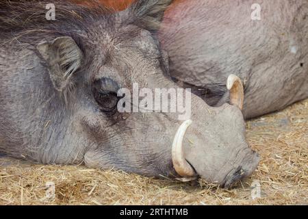 Schlafender Warzenschwein (Phacochoerus africanus), Wildschwein der Familie Suidae Stockfoto