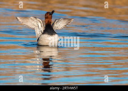 Pochard auf dem Wasser, Ein gewöhnlicher Pochard auf einem Teich Stockfoto