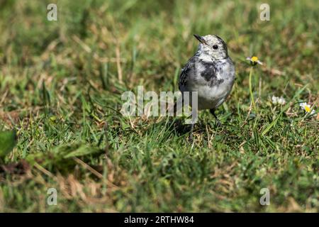 Rattenschwanz im Gras, Ein weißer Bachschwanz im Gras Stockfoto