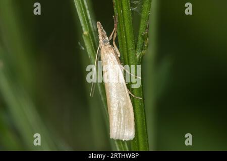 Eine weiße Heuschrecke im Ruhezustand, Ein satiniertes Grasfurnier auf einem Grasstock Stockfoto