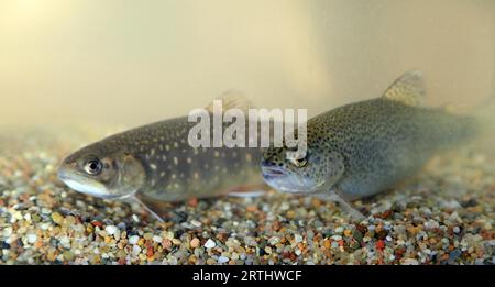 Bachforelle (Salvelinus fontinalis) und Regenbogenforelle (Oncorhynchus mykiss) Stockfoto