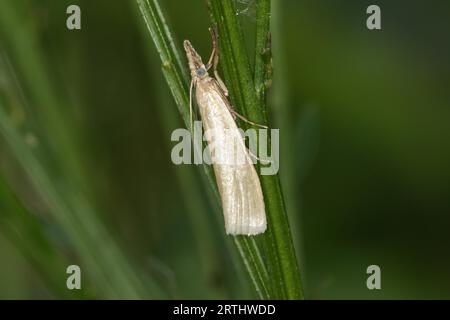 Eine weiße Heuschrecke im Ruhezustand, Ein satiniertes Grasfurnier auf einem Grasstock Stockfoto