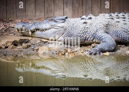 Ein Krokodil wartet geduldig auf Beute in Queensland, Australien Stockfoto