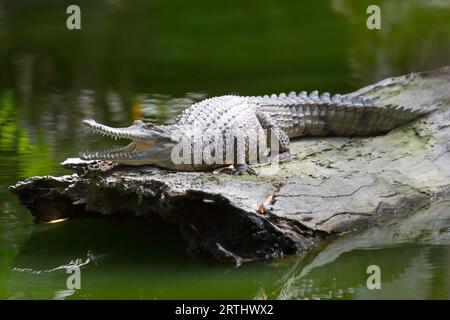 Ein Krokodil wartet geduldig auf Beute in Queensland, Australien Stockfoto