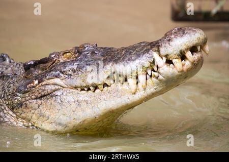 Ein Krokodil wartet geduldig auf Beute in Queensland, Australien Stockfoto