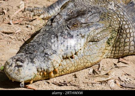 Ein Krokodil wartet geduldig auf Beute in Queensland, Australien Stockfoto