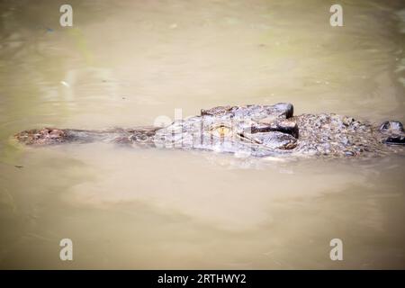 Ein Krokodil wartet geduldig auf Beute in Queensland, Australien Stockfoto