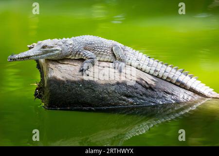 Ein Krokodil wartet geduldig auf Beute in Queensland, Australien Stockfoto