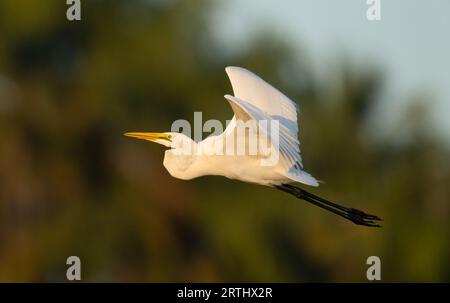 Great White Egret, Flug Bei Sonnenuntergang, Gambia Stockfoto