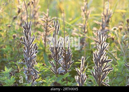 Herbstkrautige Wiesengräser im Sonnenuntergang Stockfoto