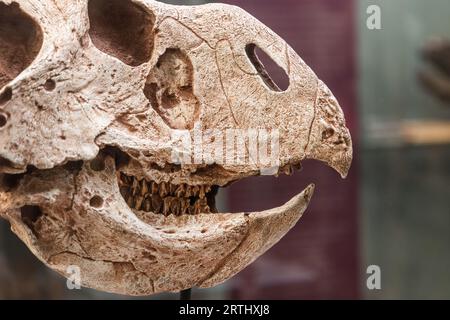 Ceratopsians, Protoceratops Andrewsi, Fundort: Mongolei, im Museum of Evolution (auf schwedisch: Evolutionsmuseet), Uppsala, Schweden. Die Anzahl der Objekte in der heutigen Sammlung, die zoologische, paläontologische und mineralogische Exemplare umfasst, beträgt etwa 5 Millionen Einzelstücke, von denen nur ein Bruchteil ausgestellt ist. Das Museum of Evolution besitzt die größte Sammlung an echten Dinosaurier-Skeletten in Skandinavien. Stockfoto