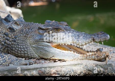 Ein Krokodil wartet geduldig auf Beute in Queensland, Australien Stockfoto