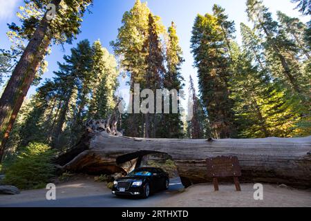 Ein Auto fährt durch den berühmten Tunnel Log im Sequoia National Park, Kalifornien, USA Stockfoto