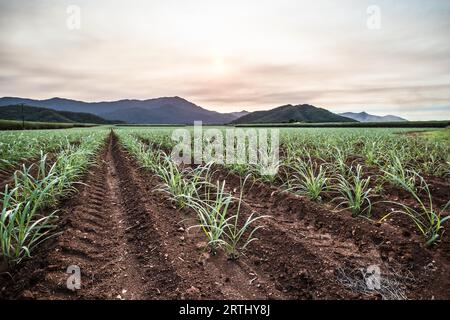 Zuckerrohrfelder in der Nähe des Daintree im ländlichen Queensland, Australien Stockfoto