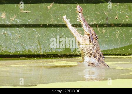 Ein Krokodil wartet geduldig auf Beute in Queensland, Australien Stockfoto