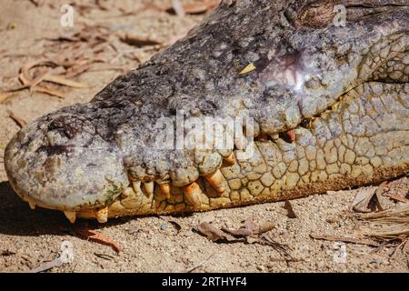 Ein Krokodil wartet geduldig auf Beute in Queensland, Australien Stockfoto