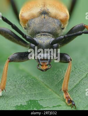 Porträt eines schwarz-gelben Longhorn-Käfers (Rotkiefer-Longhorn-Käfer, Stictoleptura rubra) Stockfoto