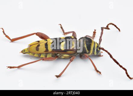 Seitenansicht eines schwarz-gelben Longhorn-Käfers, der eine Wespe nachahmt, weißer Hintergrund, isoliert (Plagionotus detritus) Stockfoto