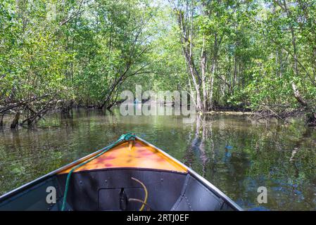 Itacare, Brasilien, 9. Dezember 2016: Kleines Boot segelt auf Mangroven grünem Wasser unter Bäumen Tunnel Stockfoto