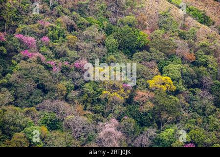 Luftaufnahme des Regenwaldes mit blühenden ipe-Bäumen in Rosa und Gelb Stockfoto