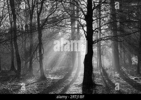 Sonnenlicht strömt durch Nebel im Wald im Otley Chevin Forest Park, West Yorkshire, Großbritannien Stockfoto