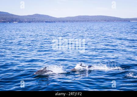 Wilde Delfinschulen springen vor Maria Island, Tasmanien Stockfoto