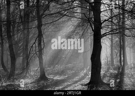 Sonnenlicht strömt durch Nebel im Wald im Otley Chevin Forest Park, West Yorkshire, Großbritannien Stockfoto