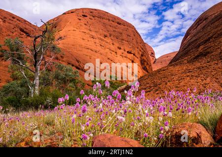 Das australische Outback wird zum Leben erweckt, wenn bunte Wilblumen den trockenen Boden im Valley of the Winds bedecken Stockfoto