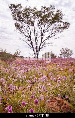 Pink Mulla Mulla Wildblumen blühen im australischen Outback mit Baum im Hintergrund Stockfoto