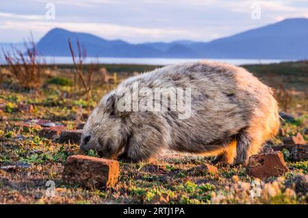 Nahaufnahme des australischen Wombat bei Sonnenuntergang auf Maria Island, Tasmanien, Australien Stockfoto