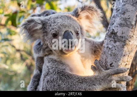Wilden Koala-Mutter mit Baby, Magnetic Island, Queensland, Australien Stockfoto