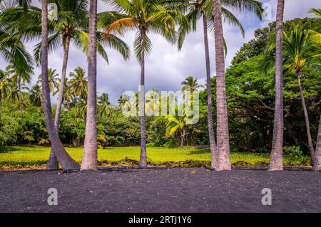 Palmen am Punaluu Black Sand Beach auf Big Island, Hawaii: Der schwarze Sand bildet einen schönen Kontrast zur üppigen grünen Vegetation. Punaluu Beach in Stockfoto