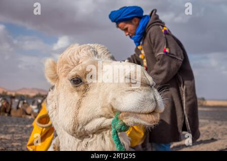 Merzouga, Marokko am 24. Februar 2018: Kamel mit lokalem Berberführer in der Sahara, Merzouga, Marokko Stockfoto