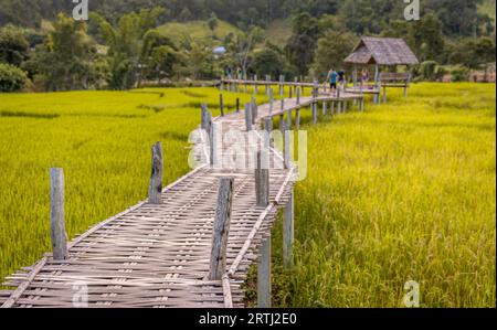 Pai, Thailand am 23. November 2019: Touristen wandern auf der Bambusbrücke über Reisfelder, Boon Ko Ku Soo, Pai, Thailand Stockfoto