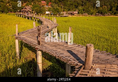 Pai, Thailand am 23. November 2019: Touristen wandern auf der Bambusbrücke über Reisfelder, Boon Ko Ku Soo, Pai, Thailand Stockfoto