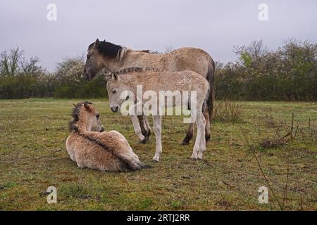 Konik Wildpferde Stuten und ihre Fohlen im Frühjahr in Sachsen-Anhalt in Deutschland Stockfoto