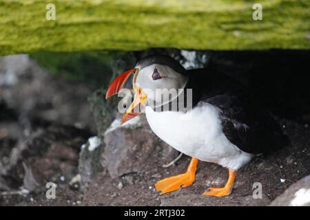 Papageientaucher auf den Skellig-Inseln. Die Insel Skellig Michael, auch bekannt als der große Skellig, ist die Heimat einer der bekanntesten Irlands, die es bisher gab Stockfoto