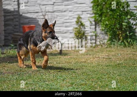 17 Wochen alter Schäferhündchen, der im Sommer spielt Stockfoto